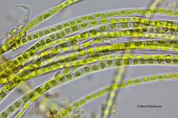 Klebsormidium01.jpg