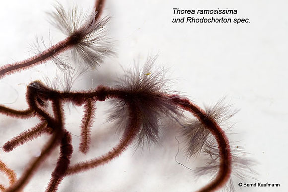 AlgenAQ_Neue_Rotalgen_Thorea_ramosissima_Rhodochorton600.jpg